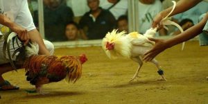 Loại hình này mang tới nhiều trận đấu đặc sắc với người theo dõi