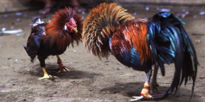  Ngoại hình chung và tư thế bệ vệ của thần kê